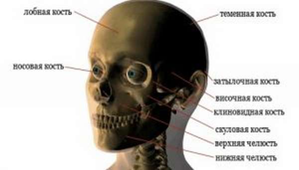 Расположение костей лицевого черепа